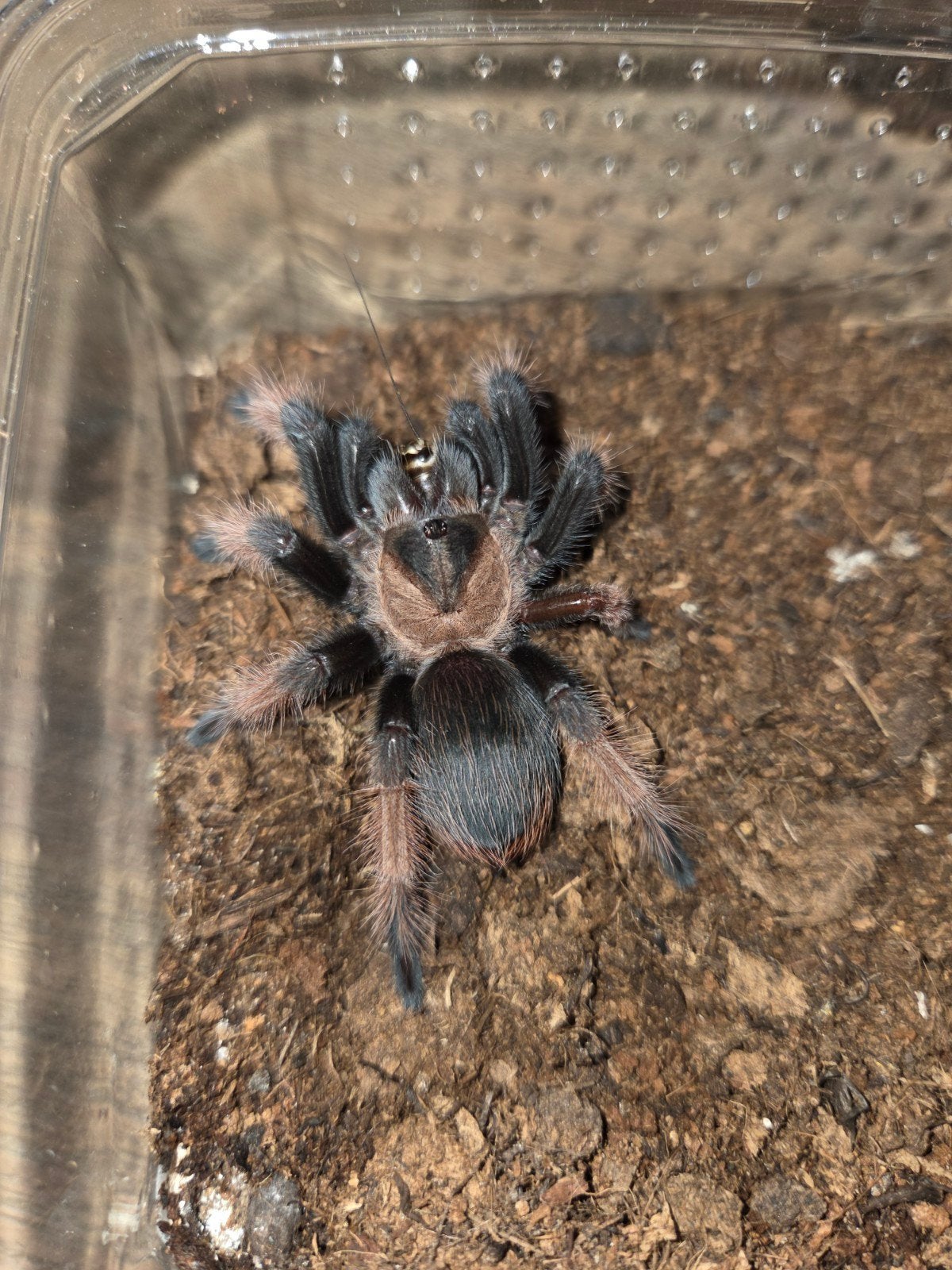 Vogelspinnen Hamm, Houten, Dieren en Toebehoren, Spin of Schorpioen