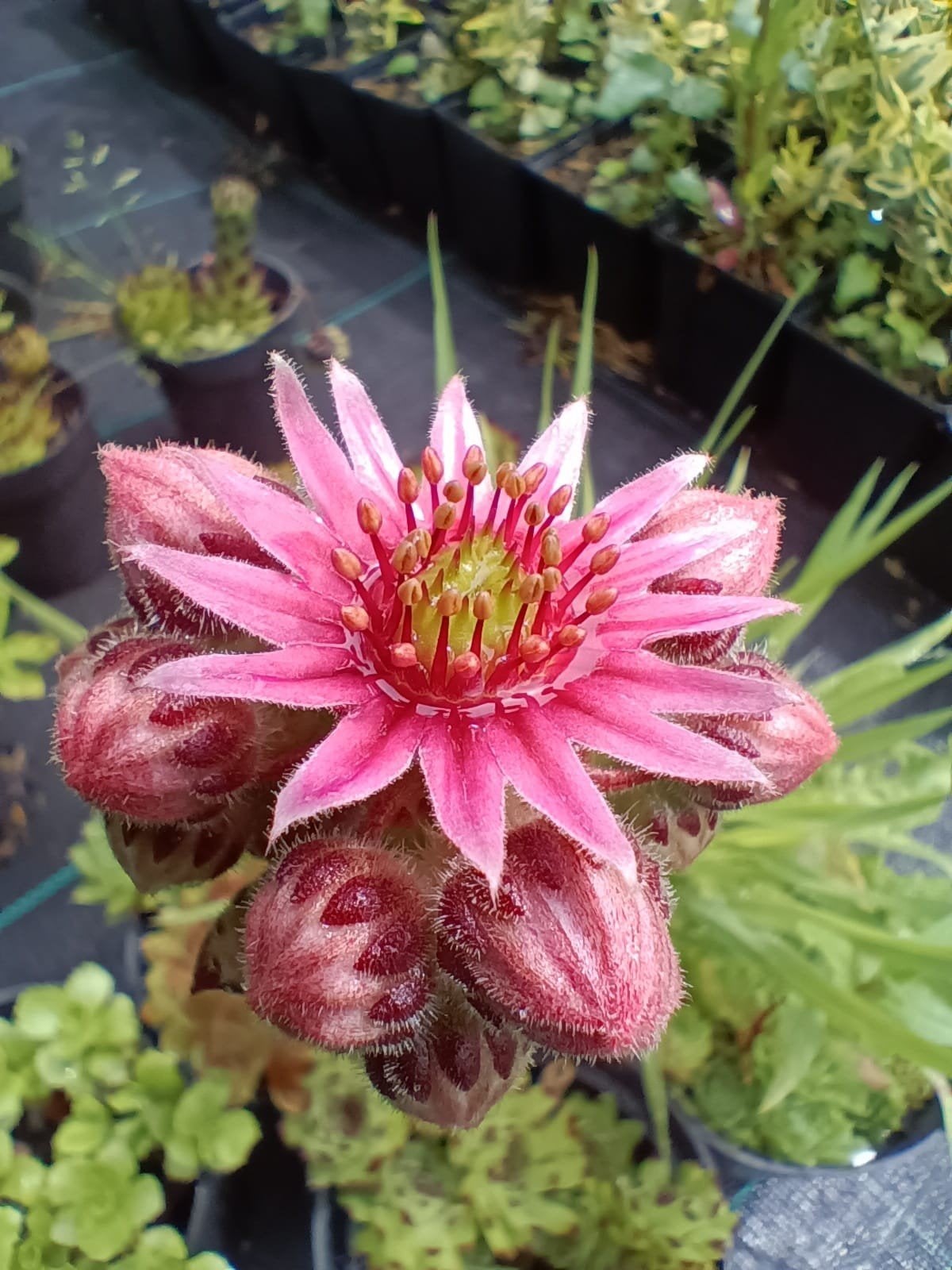 Sempervivum, vetplanten huislook. Bodembedekker P9 planten, Tuin en Terras, Planten | Tuinplanten, Vaste plant, Bodembedekkers