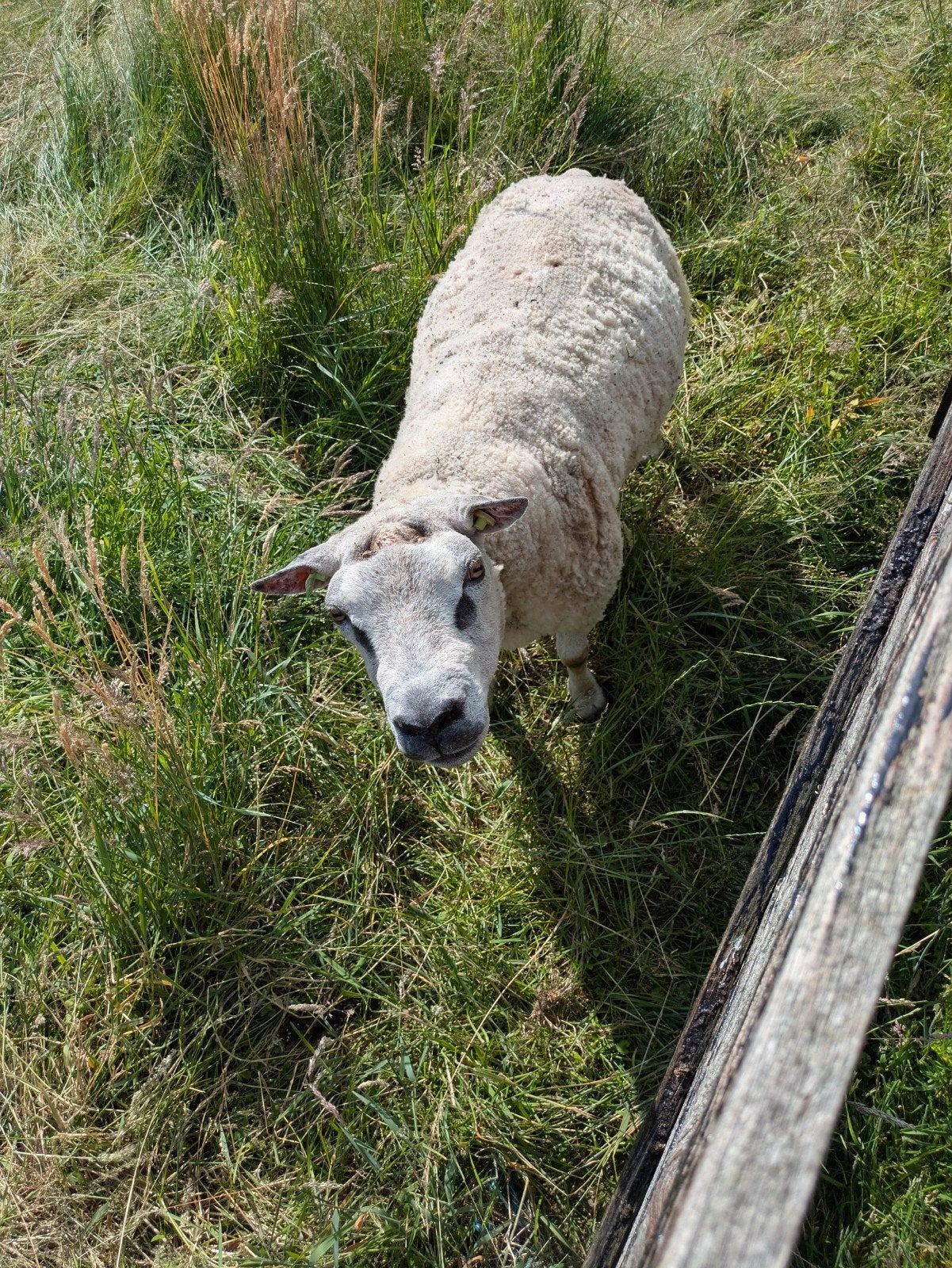 Grote Texelaar ram, Dieren en Toebehoren, Mannelijk, Schaap, 3 tot 5 jaar