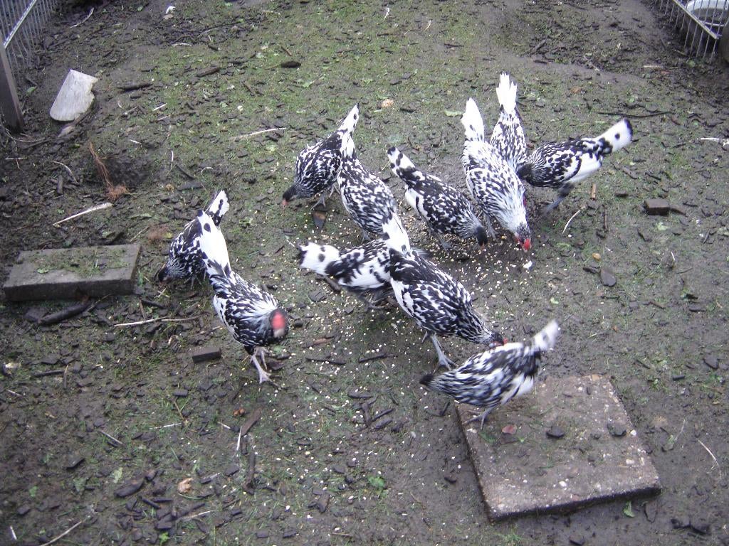 holl. hoenzilver  zwartgeloverd, Dieren en Toebehoren, Pluimvee, Meerdere dieren, Kip
