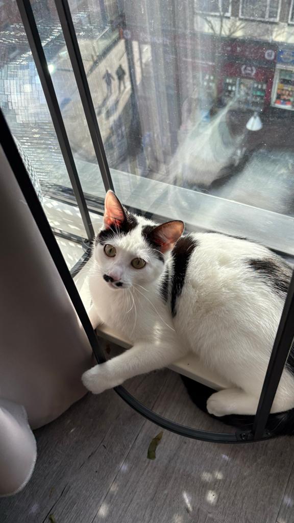 Kitten, Dieren en Toebehoren, Katten en Kittens | Overige Katten, Poes