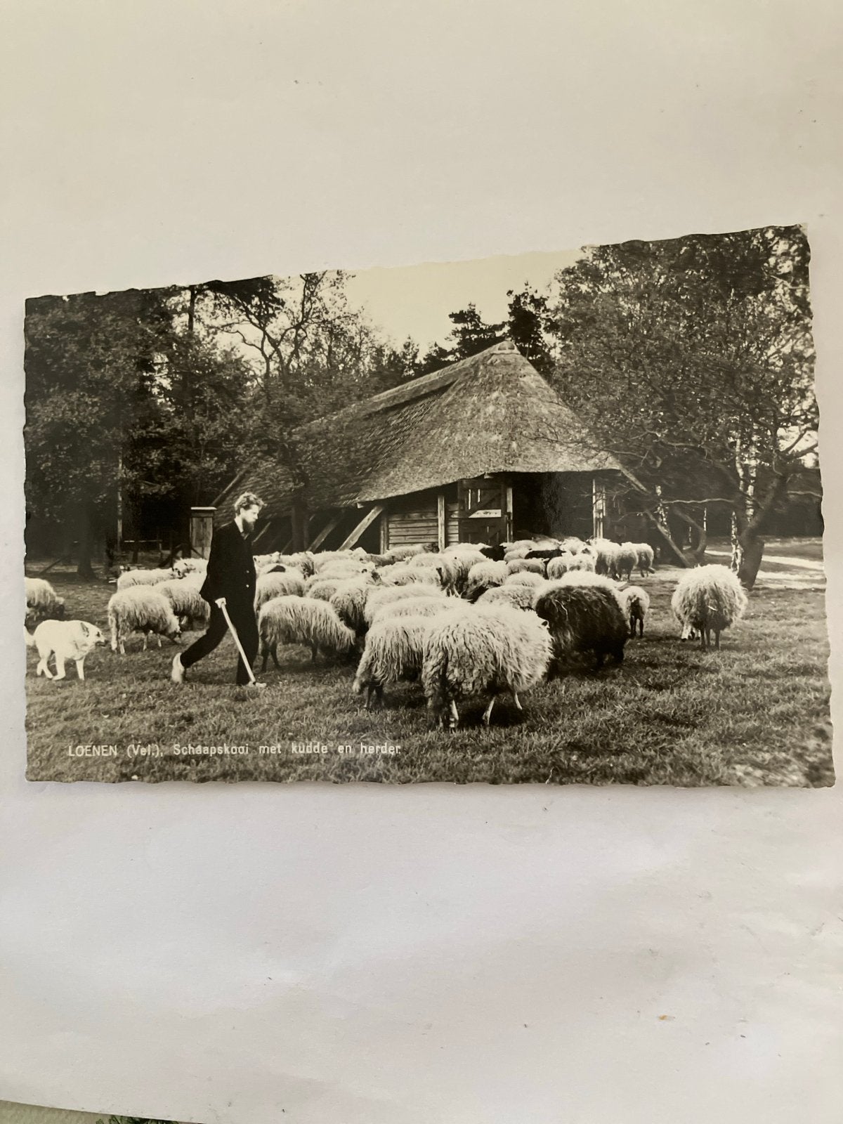 Oude Ansichtkaart Loenen (Vel.) Schaapskooi met kudde en her, Ophalen of Verzenden, 1940 tot 1960, Gelopen, Gelderland