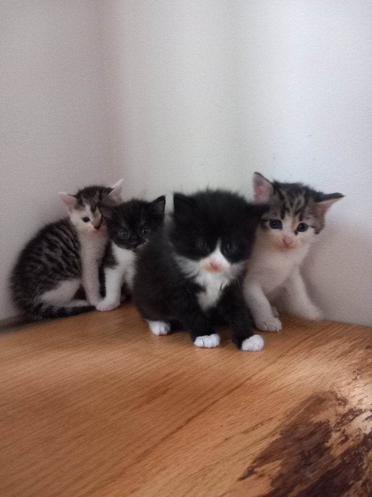 4 prachtige kittens te koop, kruising blauwe rus, Meerdere dieren, Ontwormd, 0 tot 2 jaar