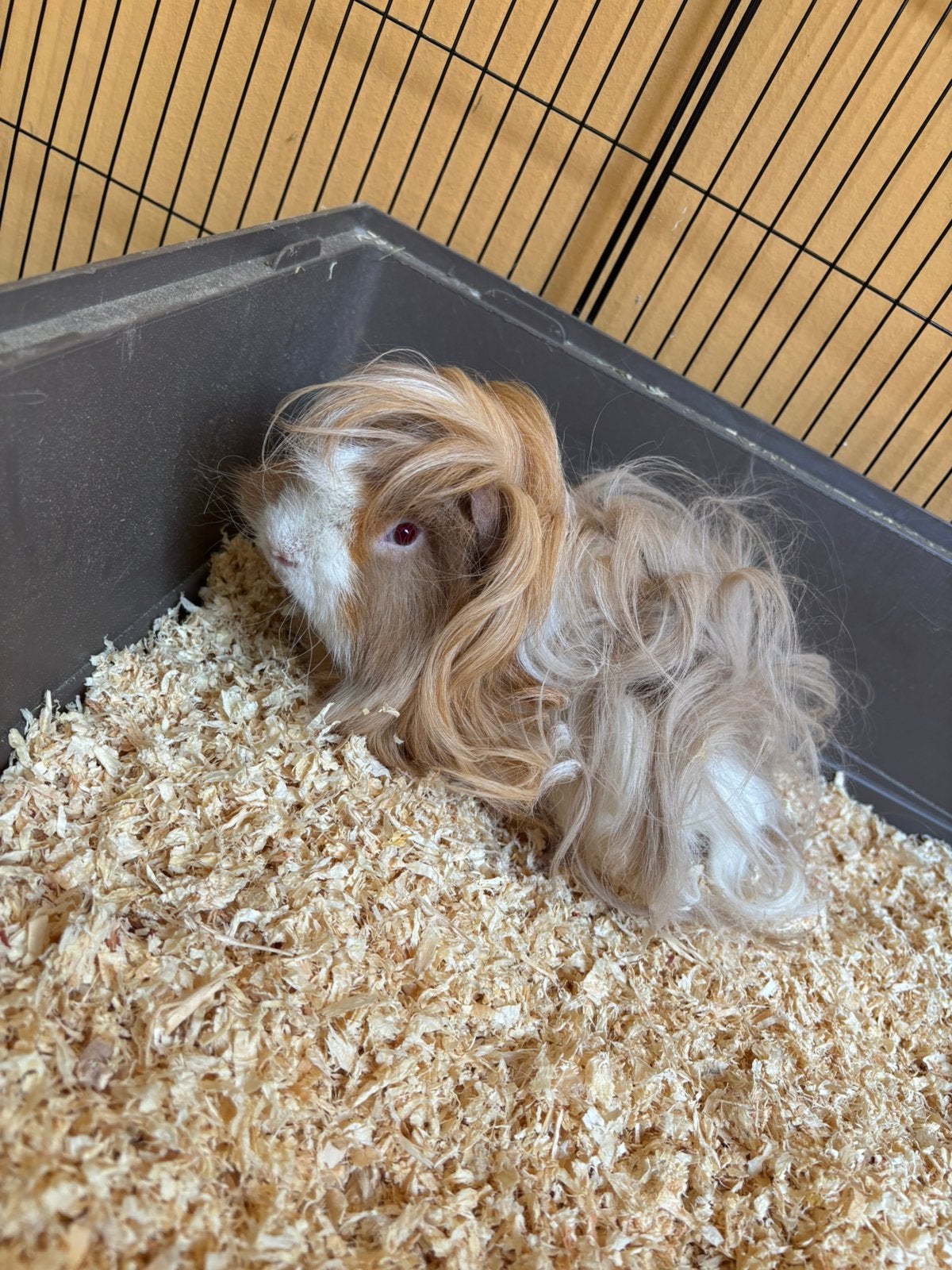 2 cavia broertjes inclusief kooi, ren en toebehoren, Dieren en Toebehoren, Knaagdieren, Oktober, Mannelijk, Cavia