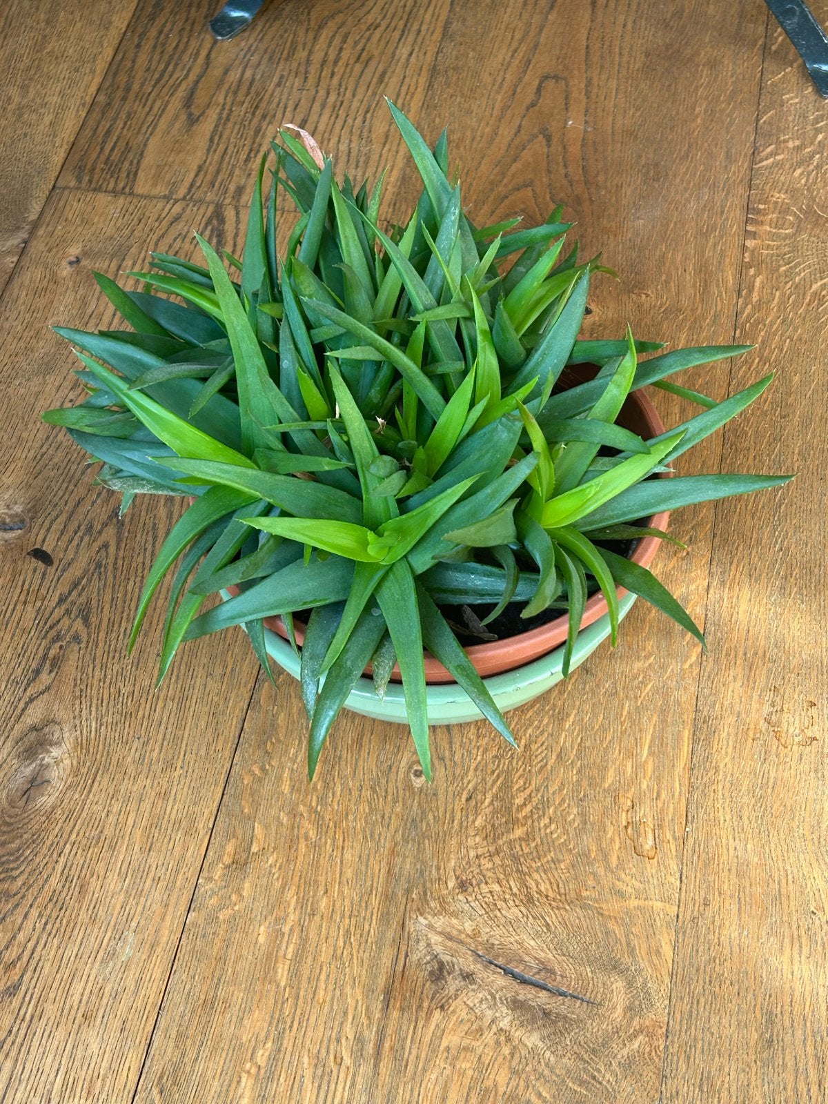 Vetplant, Huis en Inrichting, Kamerplanten, Ophalen, Overige soorten, Halfschaduw, In pot