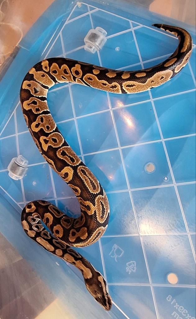 Hurricane, Dieren en Toebehoren, Reptielen en Amfibieën, Slang, 0 tot 2 jaar