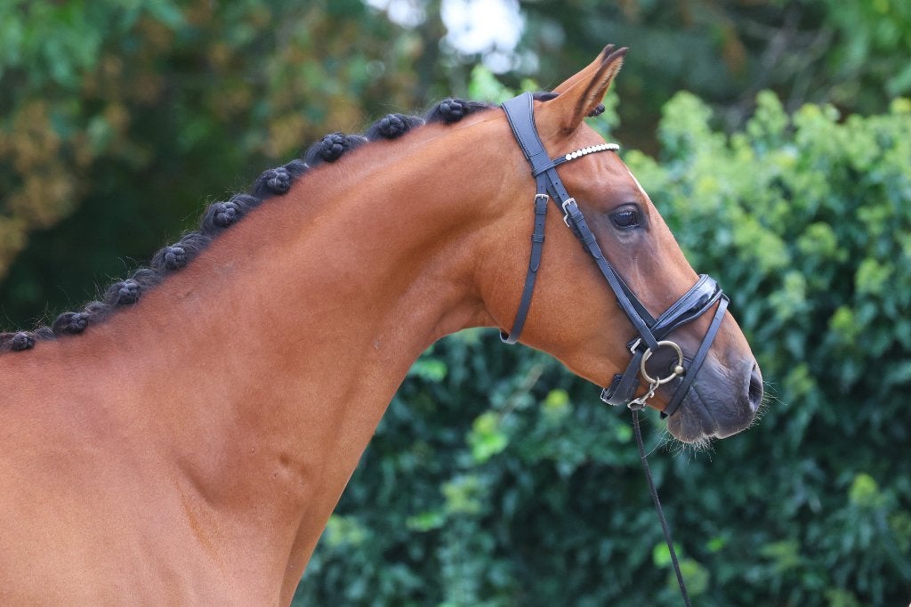 Bloedmooie pony te koop, Met stamboom, Ruin, Niet van toepassing, 3 tot 6 jaar