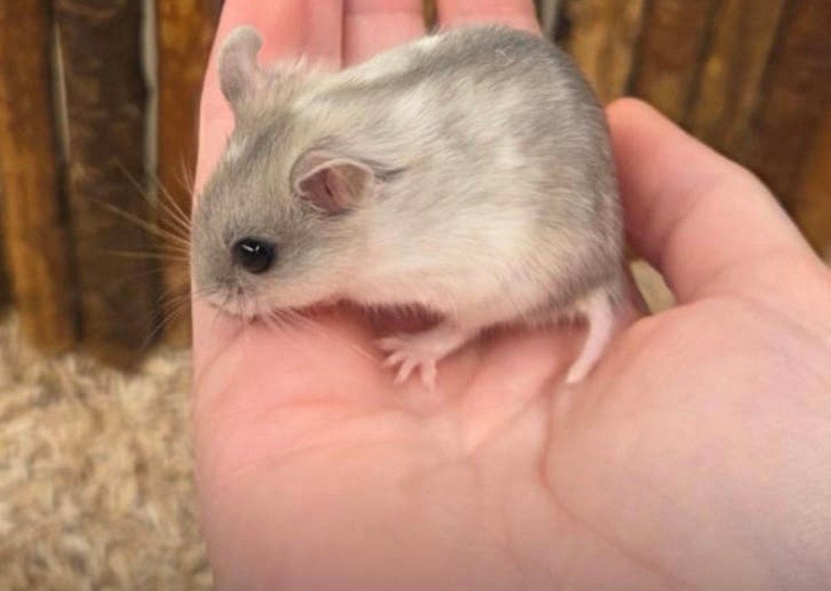 Mila, lief Chinees dwerghamstertje zoekt huisje, Dieren en Toebehoren, Knaagdieren, Hamster, Maart, Vrouwelijk, Tam