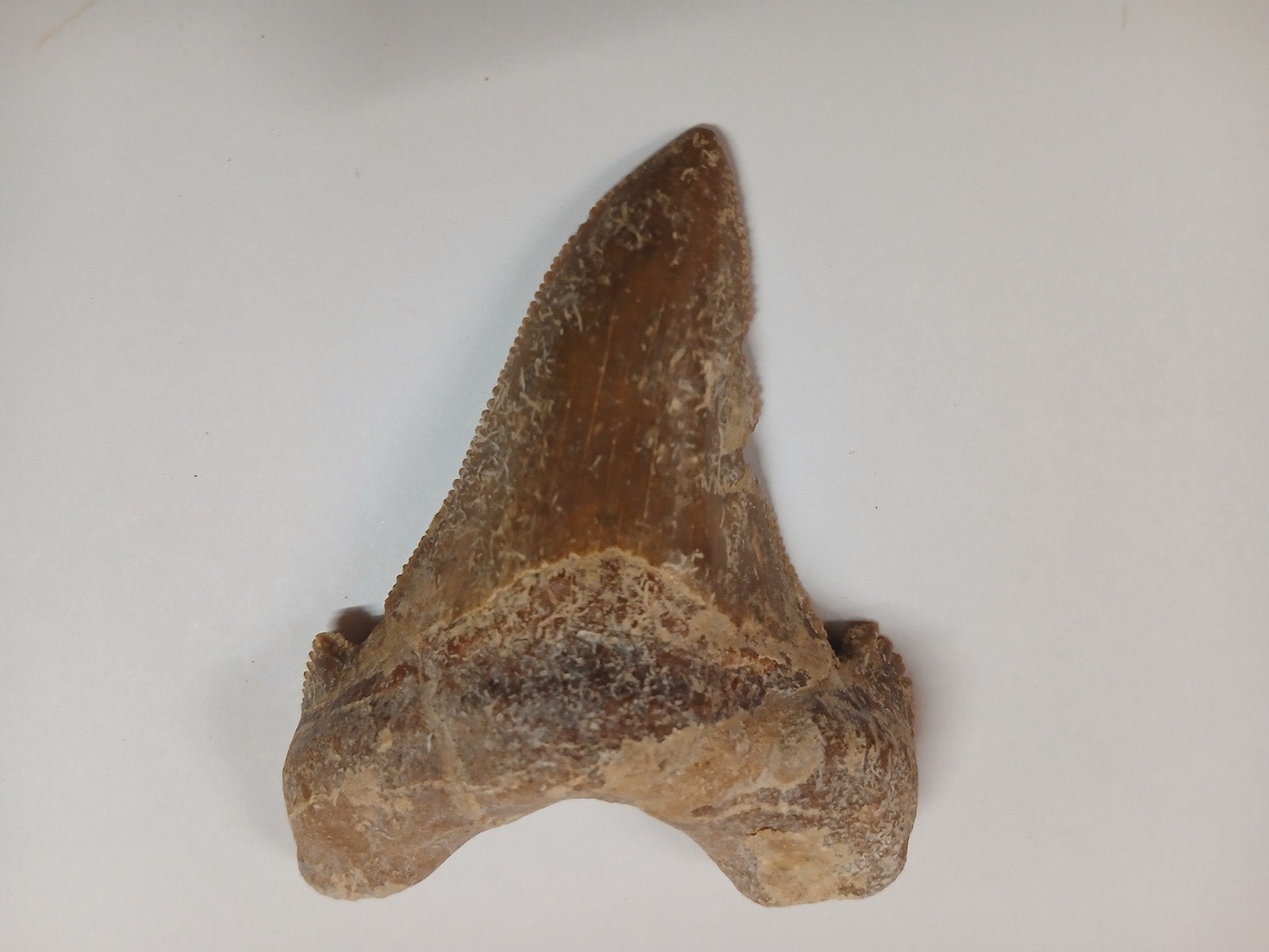 Grote fossiele haaientand - otodus sokolovi, Ophalen of Verzenden, Fossiel