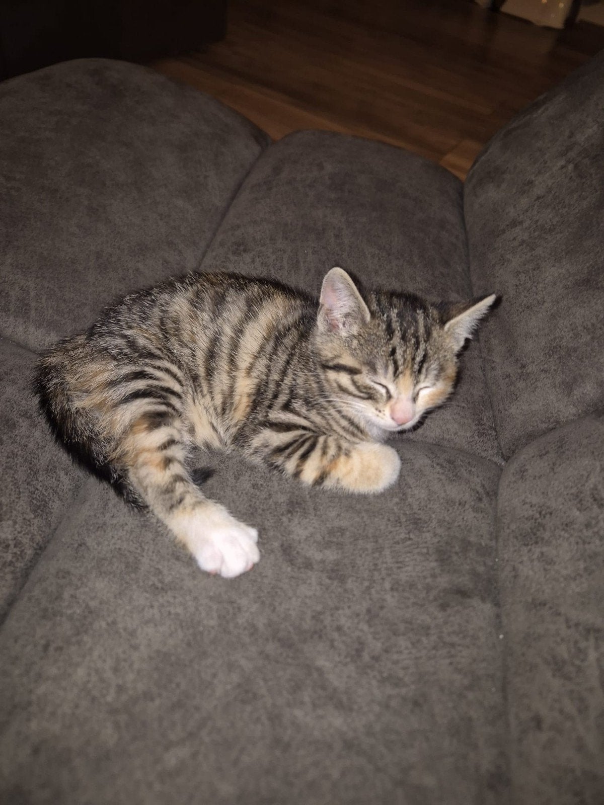 lieve kwart Bengaalse kittens, Meerdere dieren, Kortharig, 0 tot 2 jaar