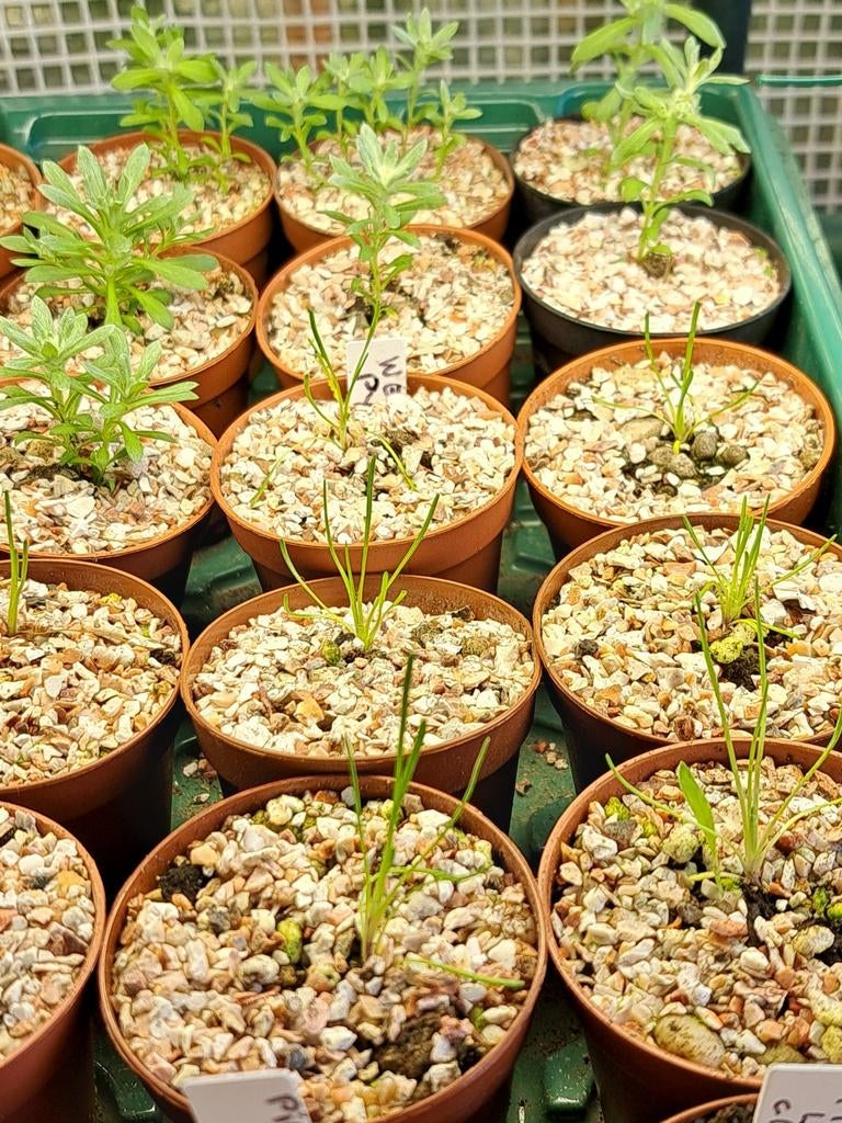 Super zeldzaam Werneria pygmaea en Filago pygmaea, Tuin en Terras, Planten | Tuinplanten, Ophalen of Verzenden, Zomer, Overige soorten