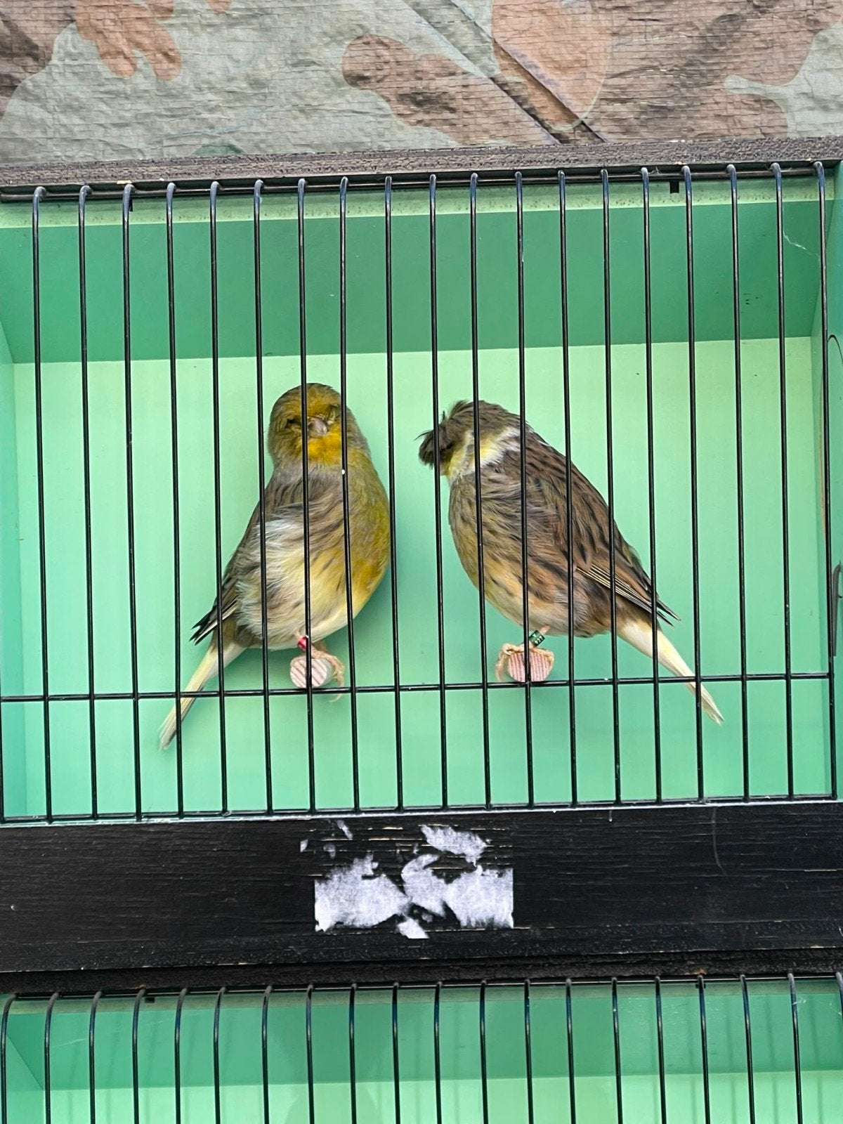 Gloster couple, Dieren en Toebehoren, Meerdere dieren, Postuurkanarie