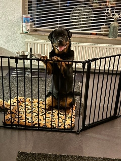 honden hek, Ophalen, Zo goed als nieuw