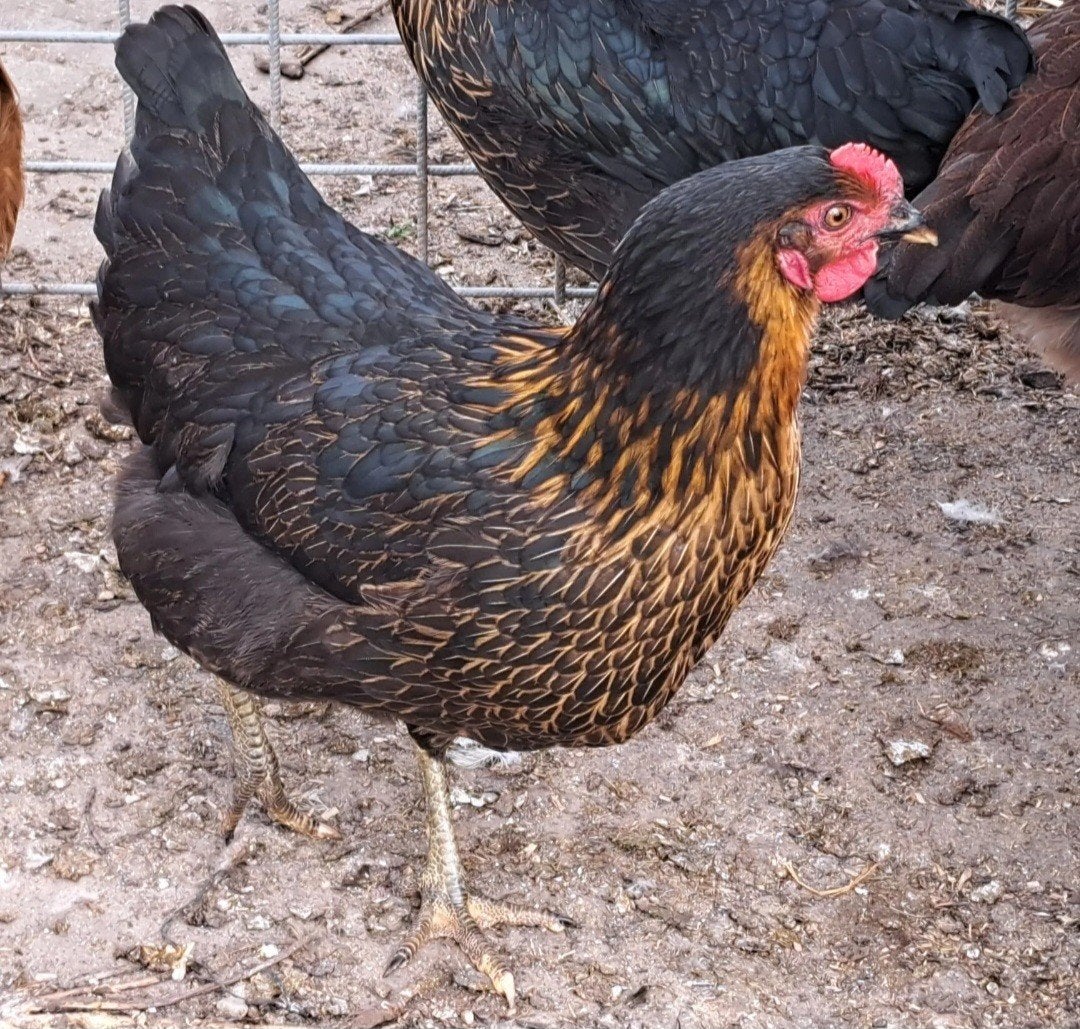 2 jonge Harco leghennen, Dieren en Toebehoren, Pluimvee, Vrouwelijk, Kip