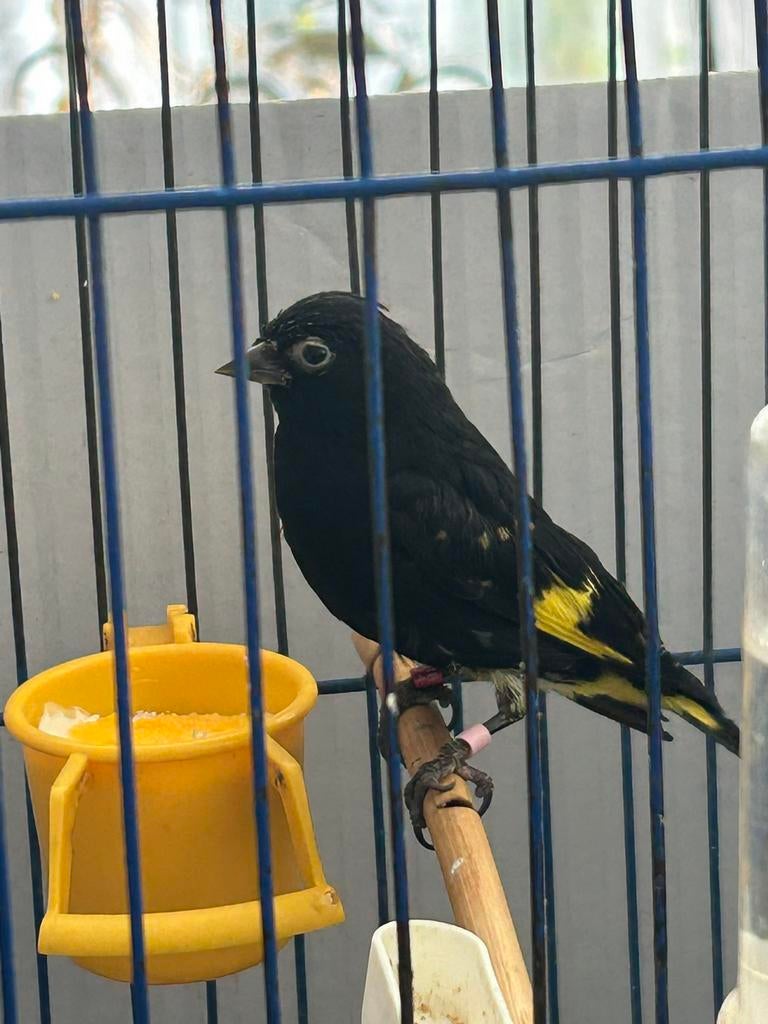 Zwart sijs man 24, Mannelijk, Wildzangvogel