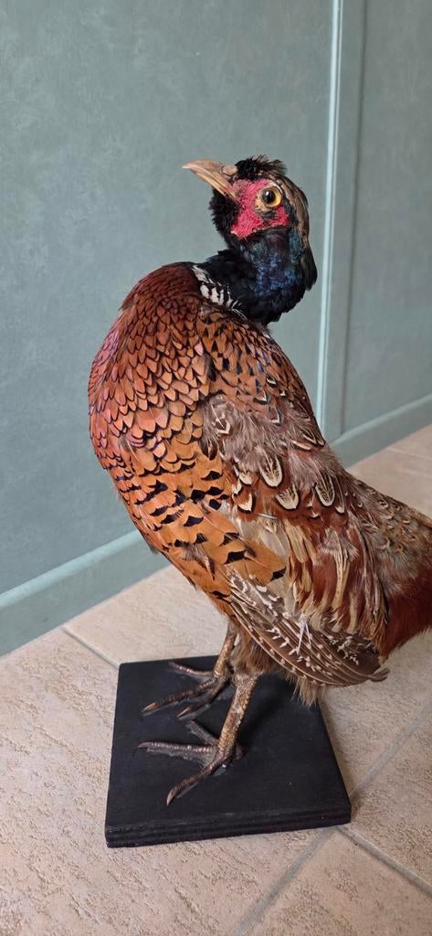 Opgezette fazant, Ophalen, Zo goed als nieuw, Vogel, Opgezet dier