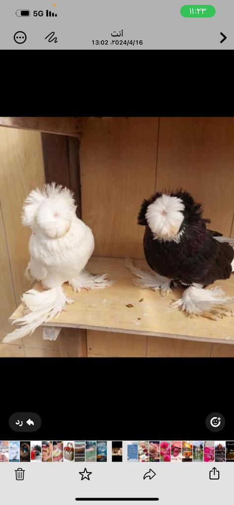 Duiven te koop, Dieren en Toebehoren, Vrouwelijk