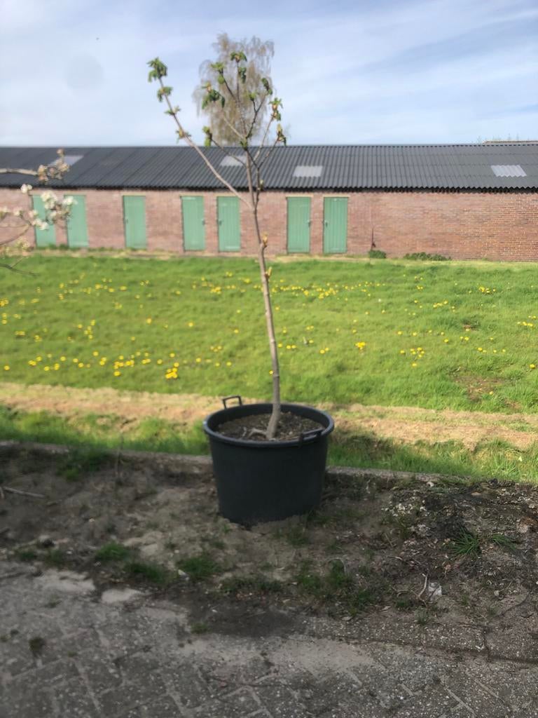 Mooie jonge kastanjeboomen in pot, Overige soorten, Lente, 100 tot 250 cm, Ophalen