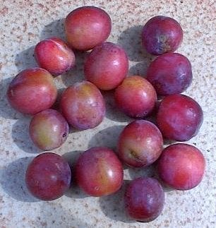 Verse pruimen  voor zo te eten of voor jam of diepvriezer, Diversen, Levensmiddelen, Ophalen