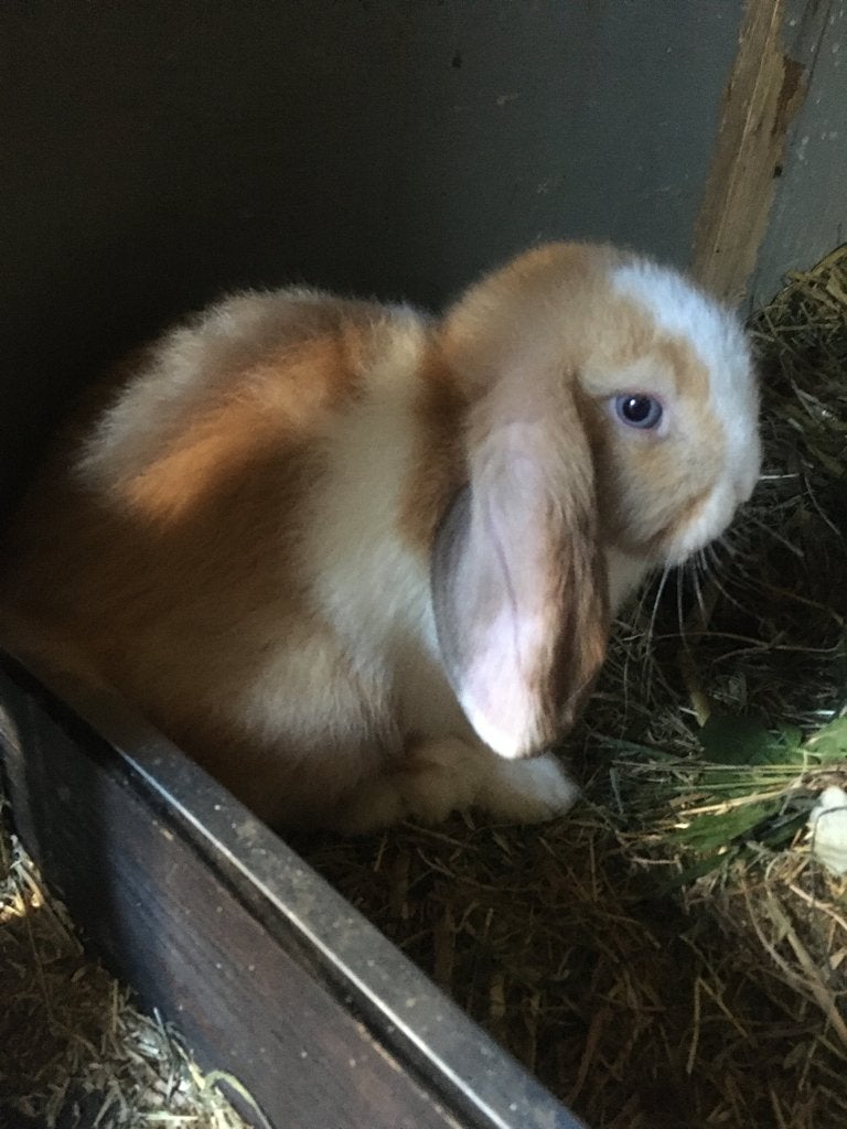 Minilop xNHD, Dieren en Toebehoren, Meerdere dieren, Dwerg, Hangoor, 0 tot 2 jaar