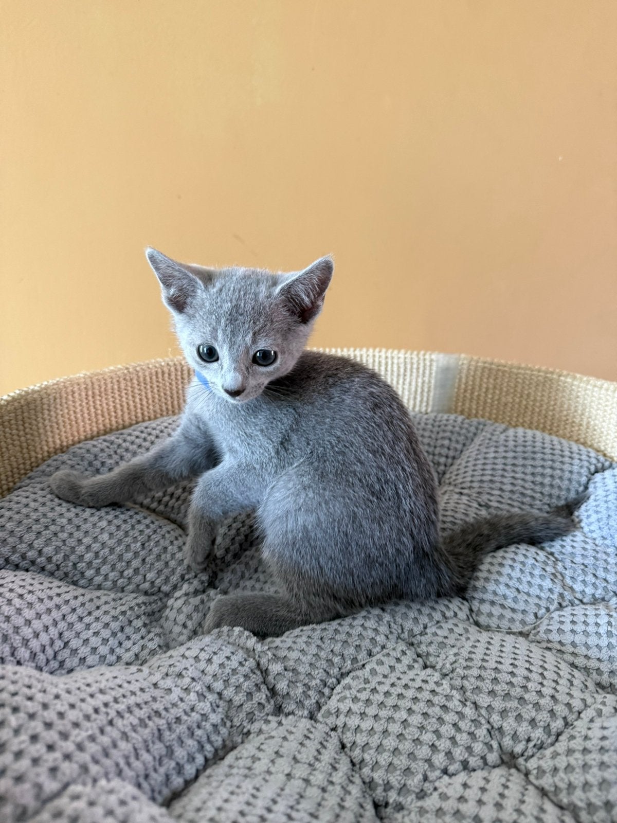 Blauwe rus kitten, Dieren en Toebehoren, Poes, Ontwormd