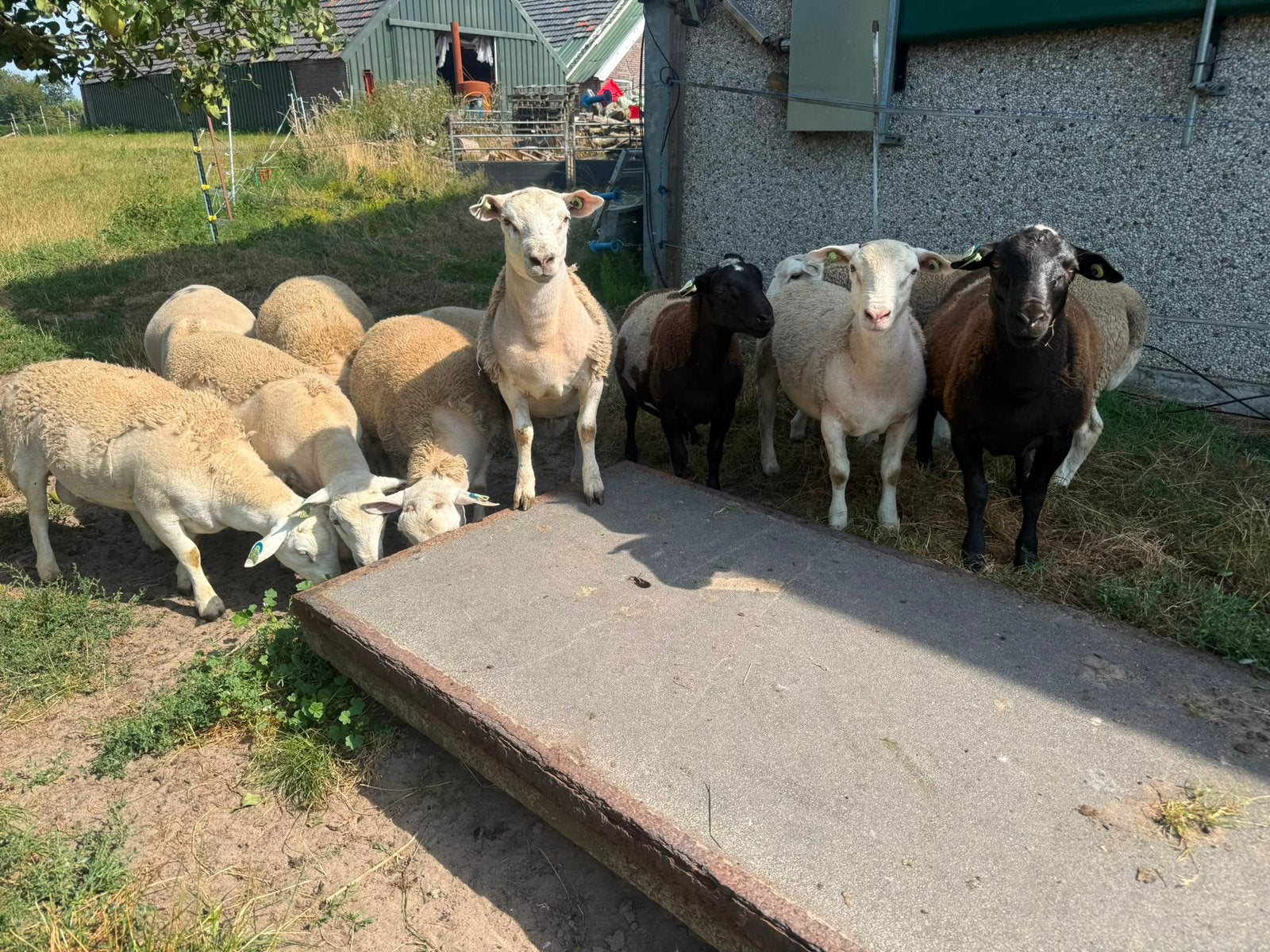 Te koop dekram, Mannelijk, Schaap