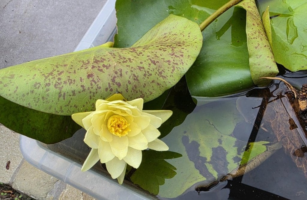 Waterlelie, wit, Groot, Ophalen, Nieuw