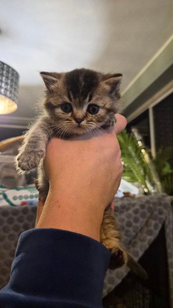 Prachtig Britse korthaar kittens, Meerdere dieren, Gechipt, 0 tot 2 jaar