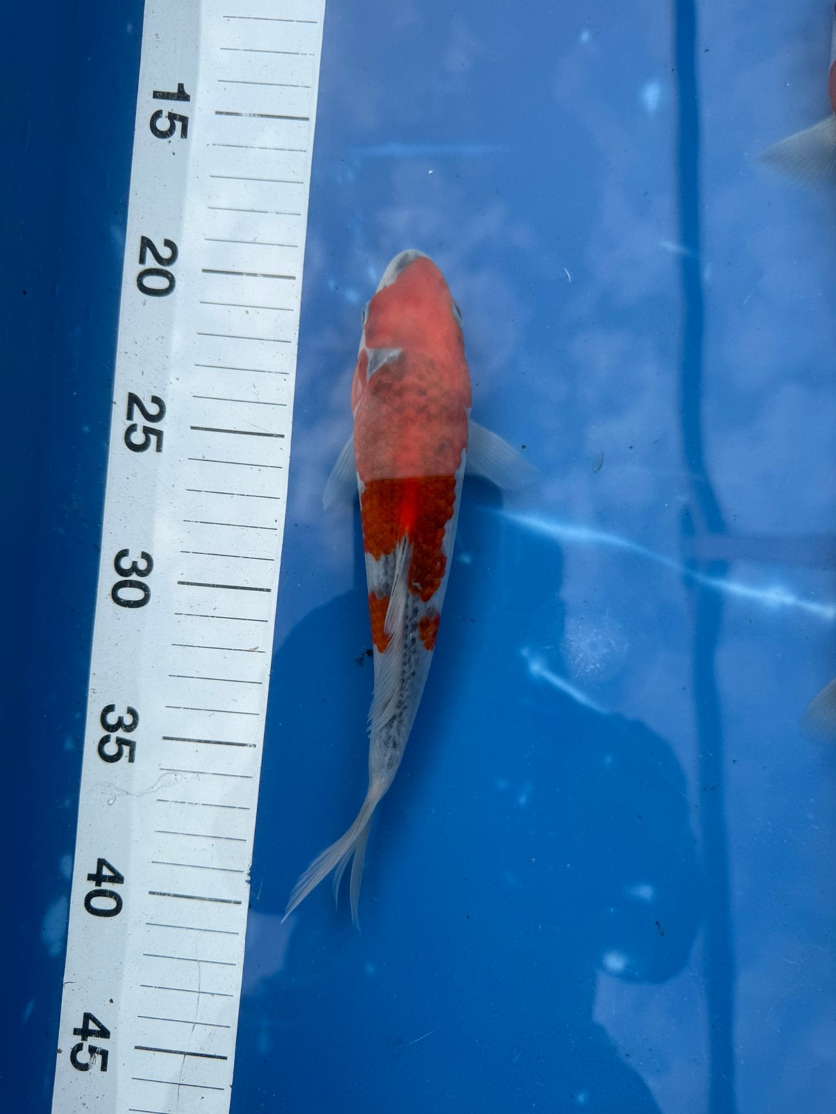 3x tosai, Karper of Koi