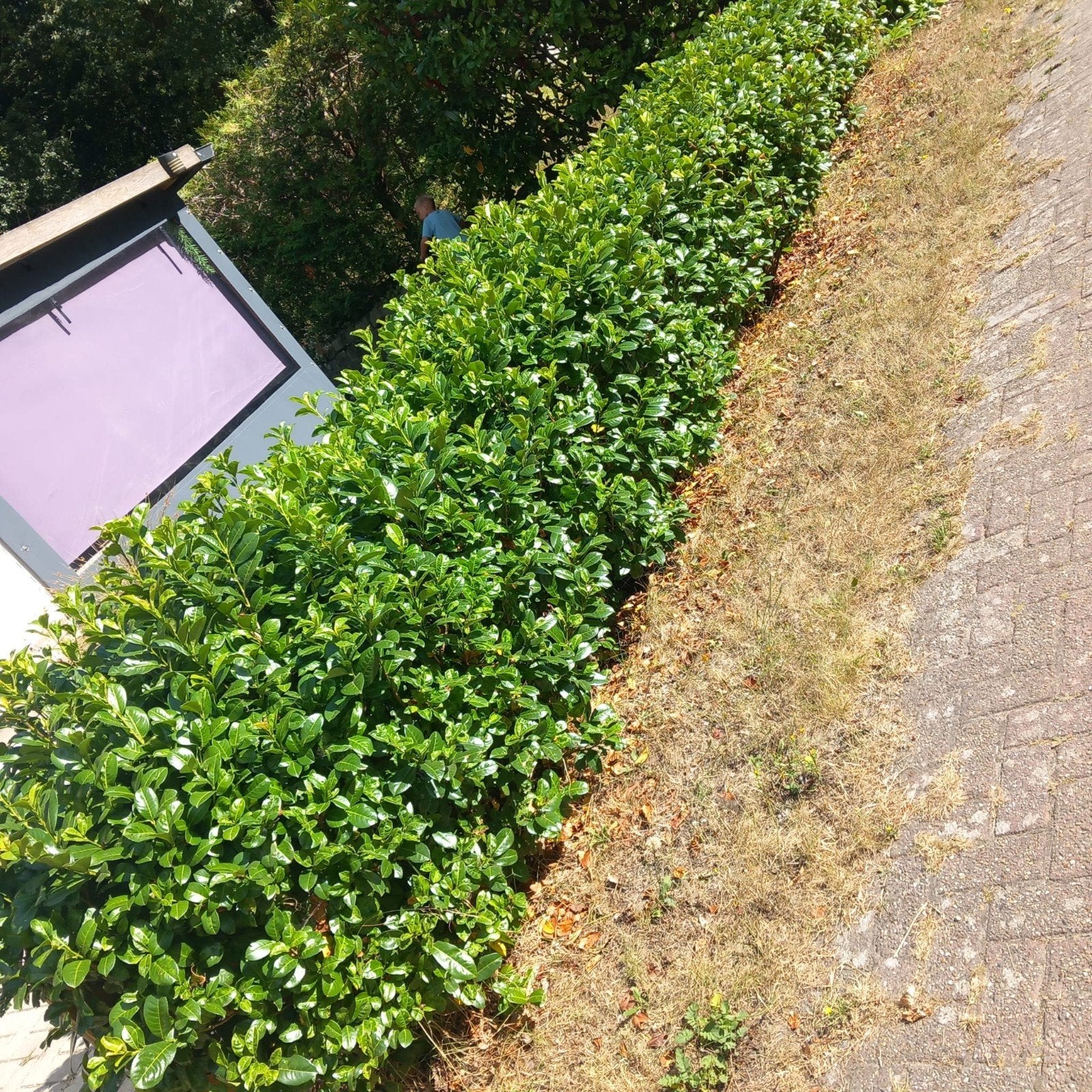 Groene Haagplanten - Laurierhaag gratis, Tuin en Terras, Planten | Struiken en Hagen, Ophalen, Laurier, Haag, 100 tot 250 cm