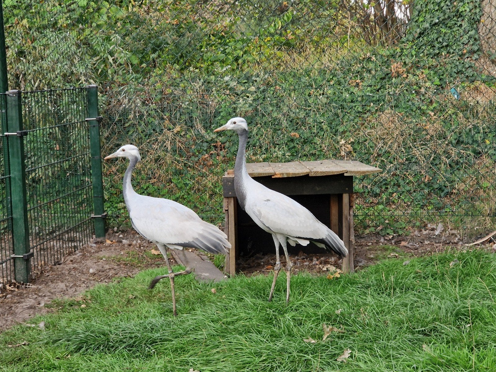 Jufferkraanvogel, Dieren en Toebehoren, Mannelijk