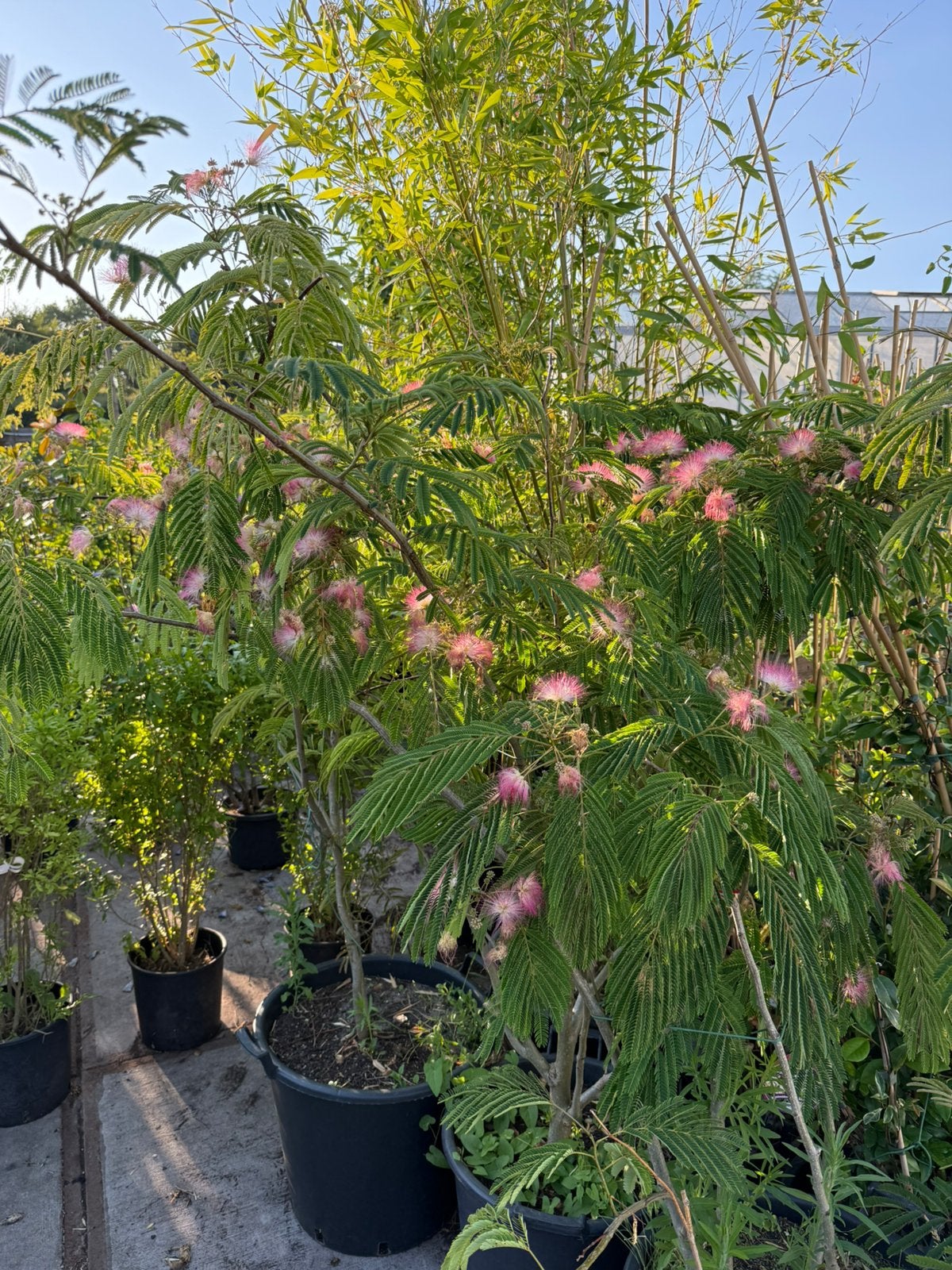 Albizia of slaap bboom struik meer stammig bol in knop 49,95, Volle zon, Vaste plant, Zomer, Ophalen