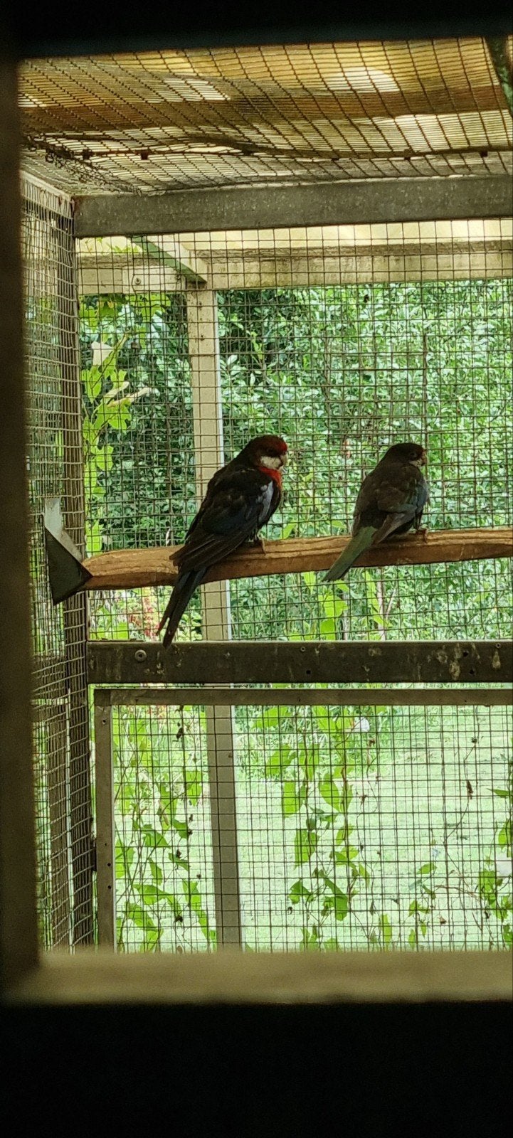 Rosella's te koop, Meerdere dieren, Geringd