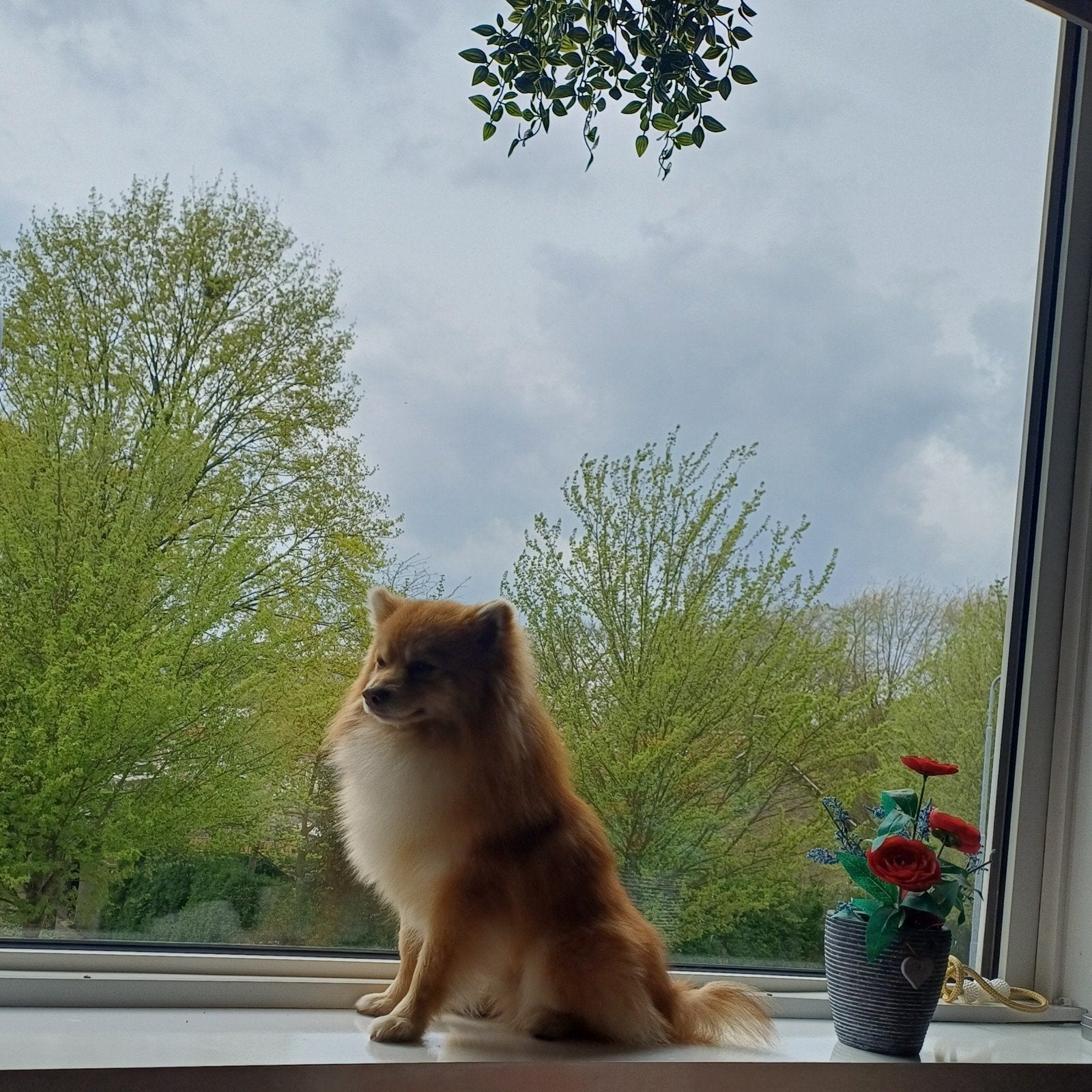 Pomsky, Dieren en Toebehoren, 1 tot 2 jaar, Eén hond, Nederland, Particulier