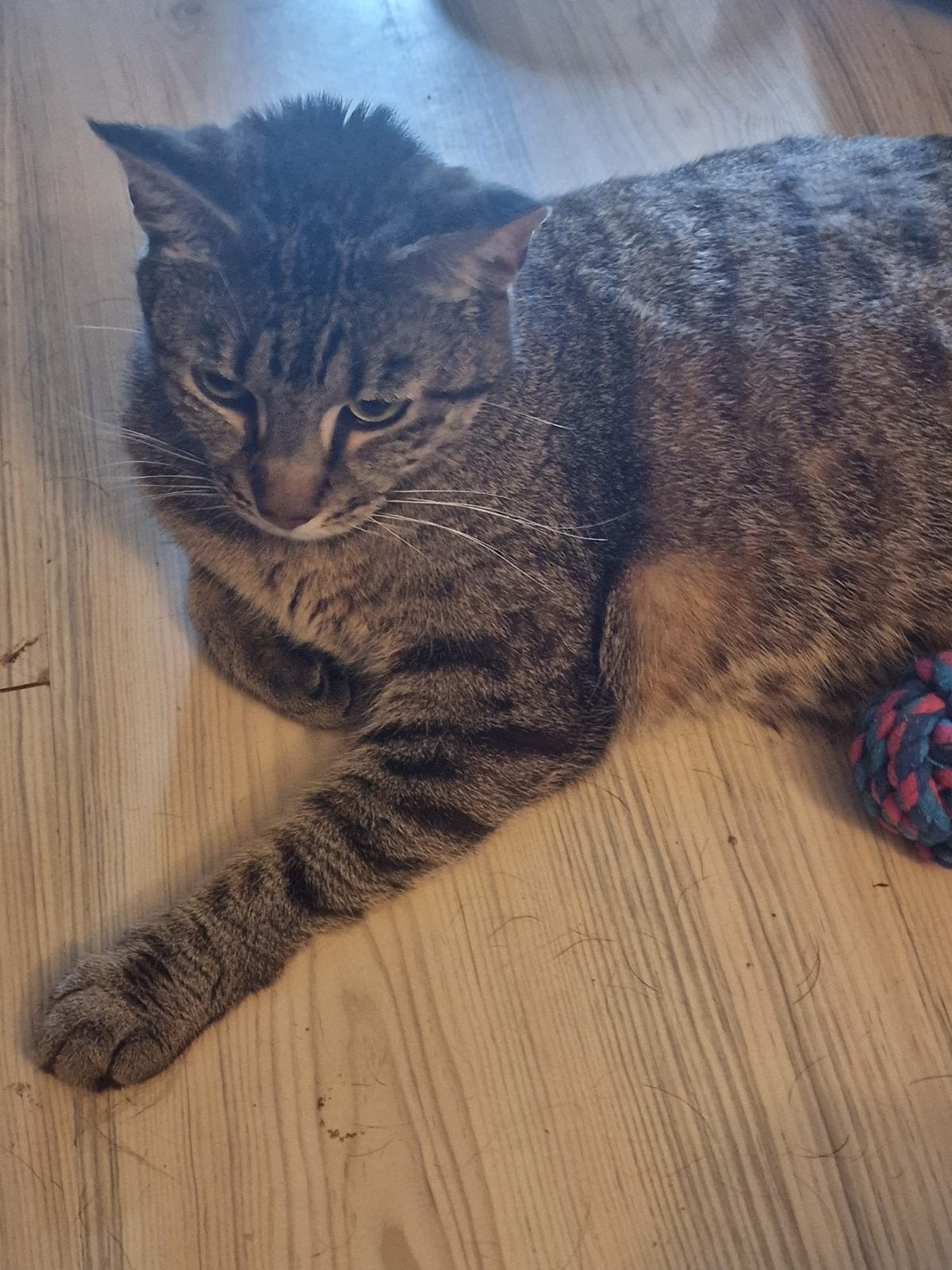 2 poezen gratis op te halen zjjn 2 jaar oud, Dieren en Toebehoren, Poes, 0 tot 2 jaar