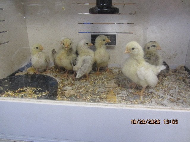 pluimvee, Meerdere dieren, Kip