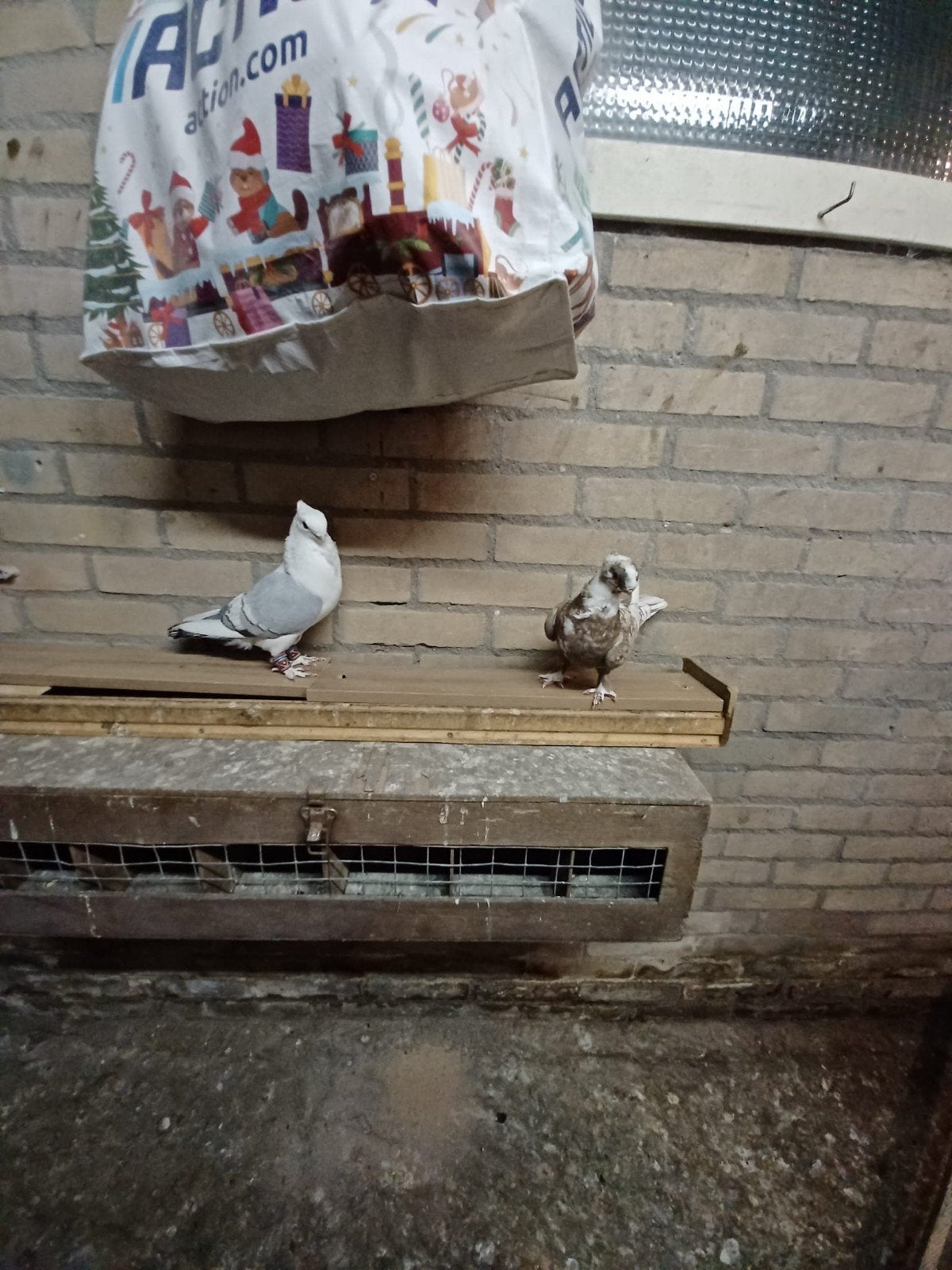 Koppel oosterse meeuwen, Meerdere dieren