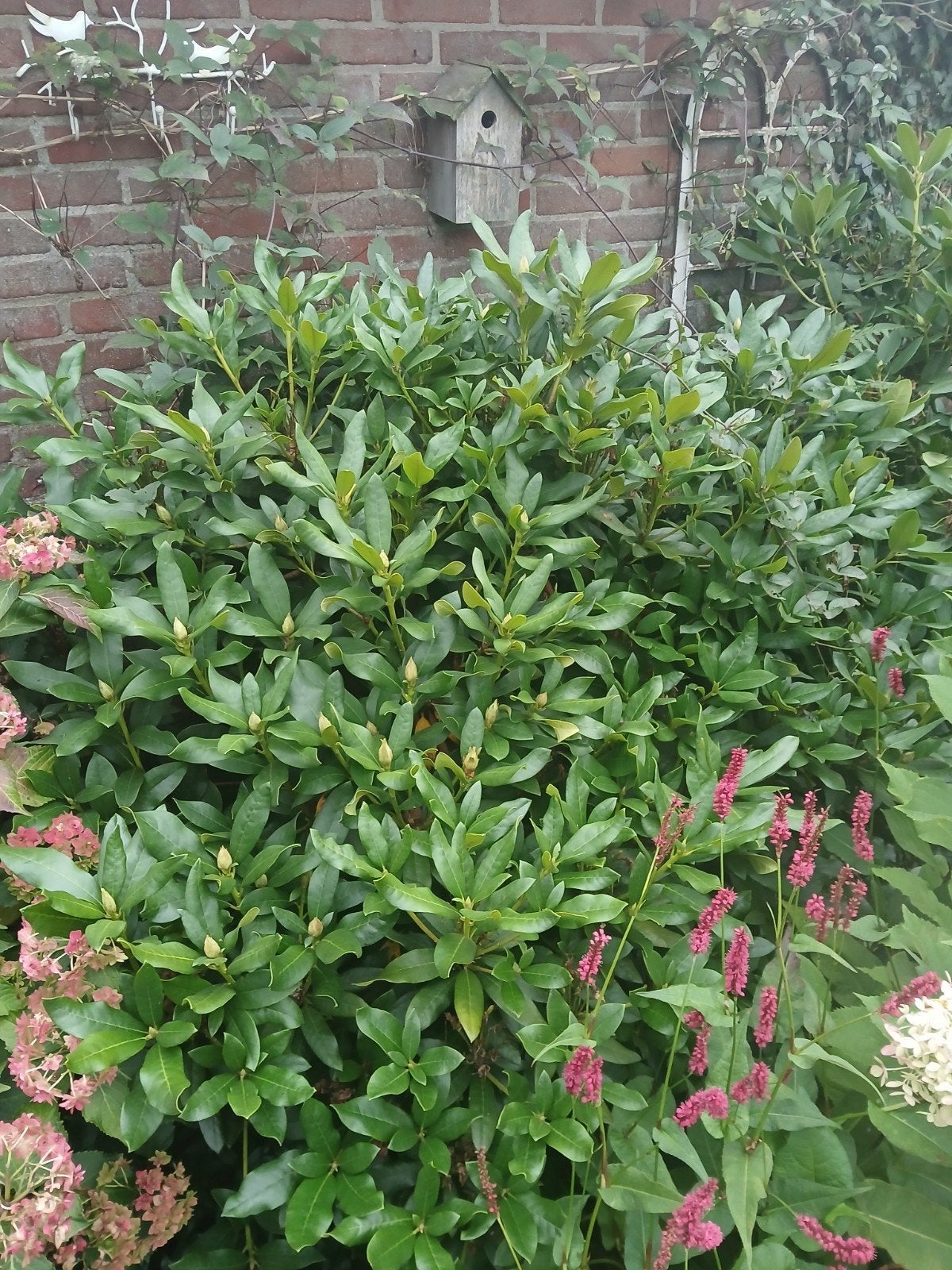 2x rhododendrons, Tuin en Terras, Ophalen