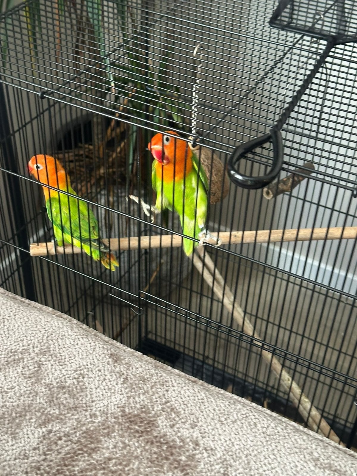 Twee agapornissen inclusief kooi te kooi, Dieren en Toebehoren, Meerdere dieren, Dwergpapegaai of Agapornis