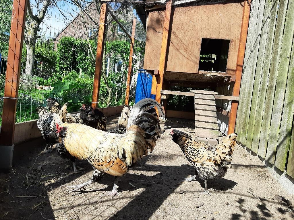 broedeieren grote Nederlandse Uilebaard kippen, Dieren en Toebehoren, Pluimvee, Geslacht onbekend, Kip