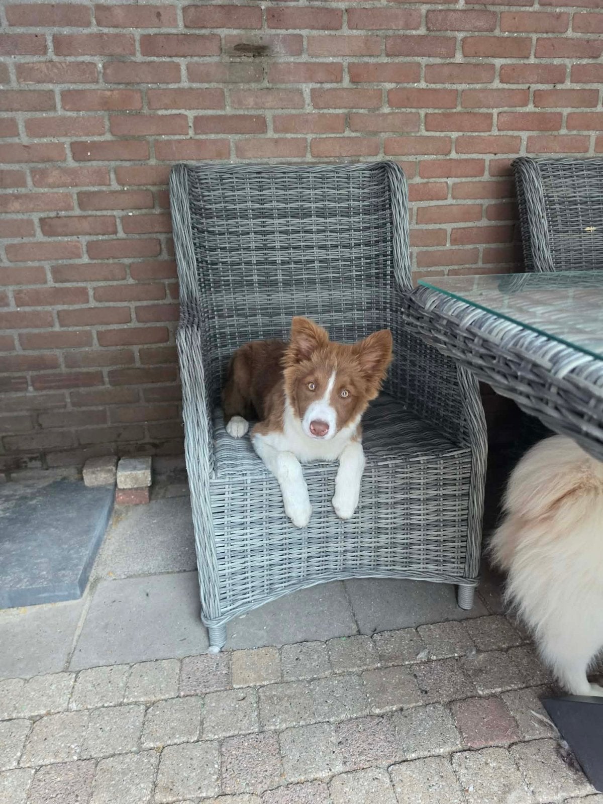 Border collie pup, Dieren en Toebehoren, Parvo, 15 weken tot 1 jaar, Reu, Collie