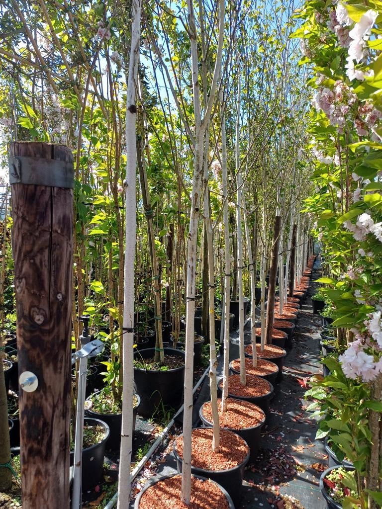 Berkenboom met witte stam - 8 jaar oud, in pot (Ø 23cm), Lente, 250 tot 400 cm, Volle zon, In pot