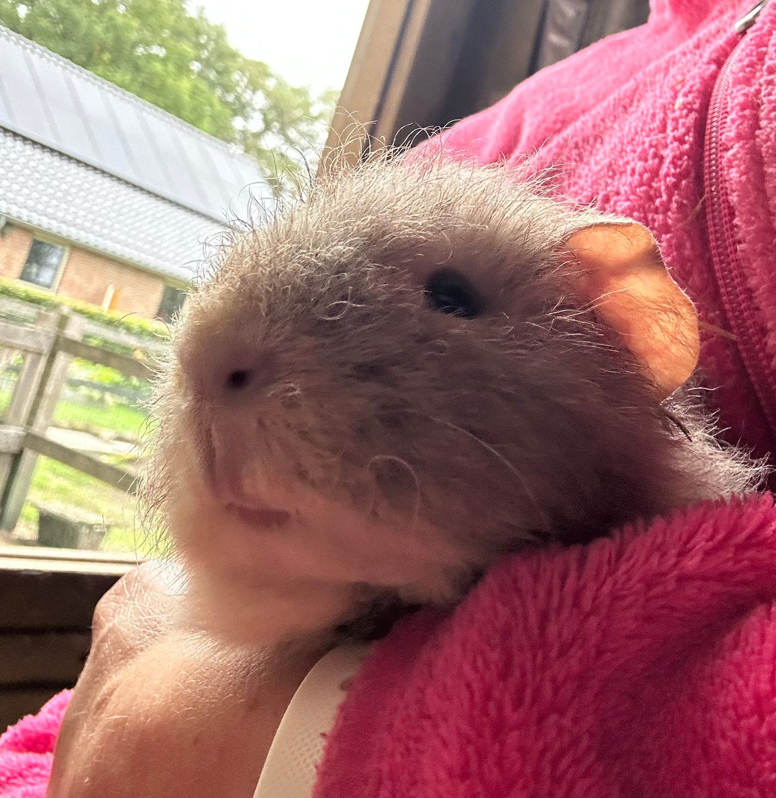 Ch teddy beertje, Dieren en Toebehoren, Juli, Mannelijk, Cavia