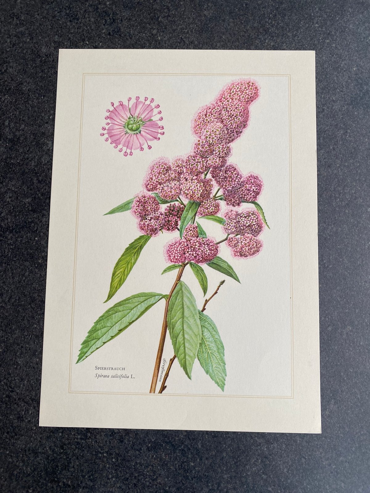 Vele prenten bomen/struiken 19x27 cm pst  1,75 euro oa hulst, Antiek en Kunst, Antiek | Schoolplaten, Ophalen of Verzenden, Natuur en Biologie