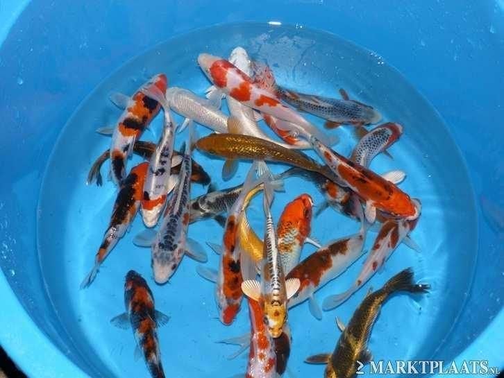 HQ Import koi 15 / 18 cm bij Koidream in Valburg, Karper of Koi