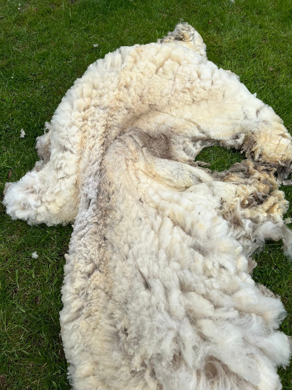 Vers geschoren schapenwol, Hobby en Vrije tijd, Spinnewielen en Spinnen, Ophalen, Spinwol