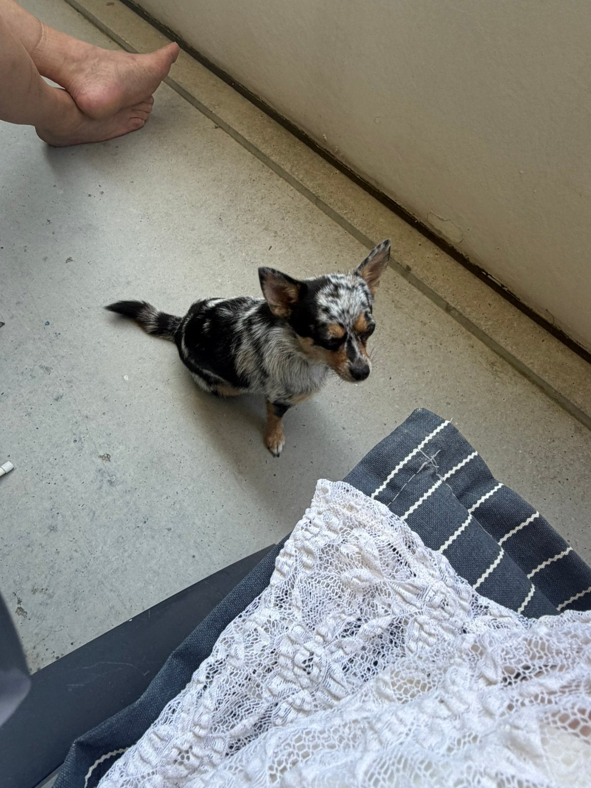 Tekoop chihuahua, 1 tot 2 jaar, Teef, Parvo, Eén hond