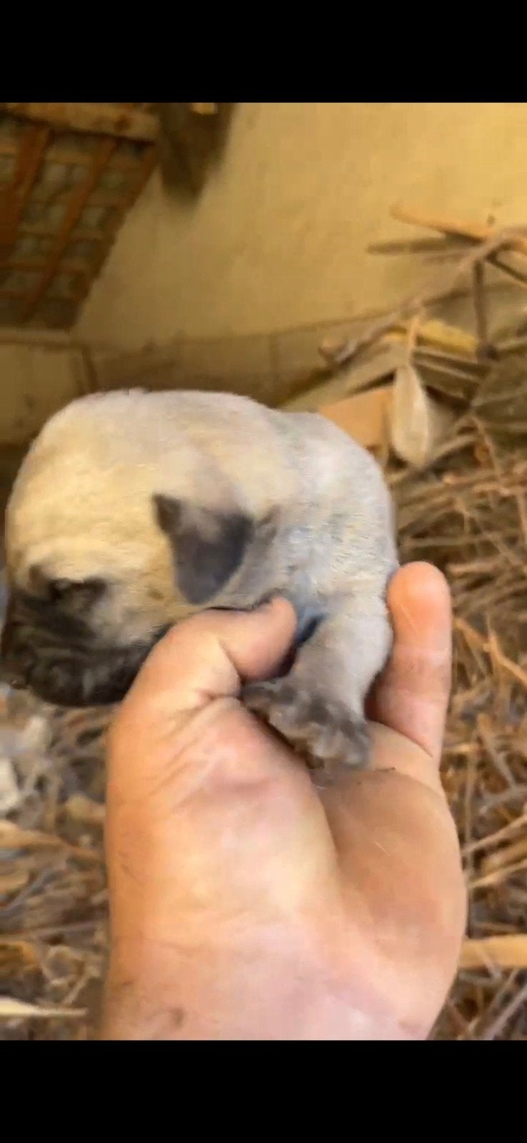 Güdük x Kangal mix pups voor reservering beschikbaar, 8 tot 15 weken, Parvo, Meerdere, Meerdere dieren