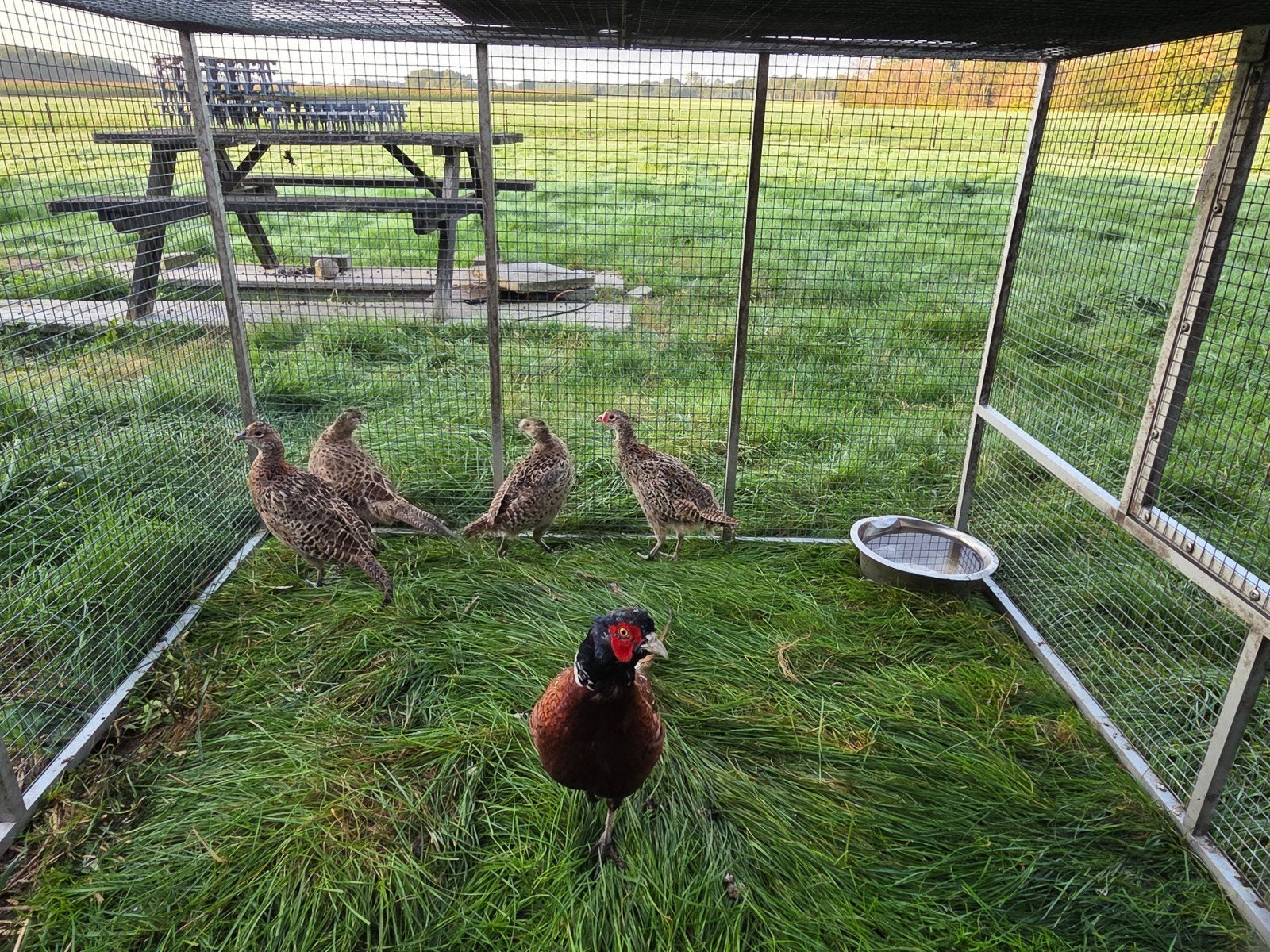 toom geringde Bosfazanten, Dieren en Toebehoren, Ophalen, Zo goed als nieuw, Kippenhok of Kippenren