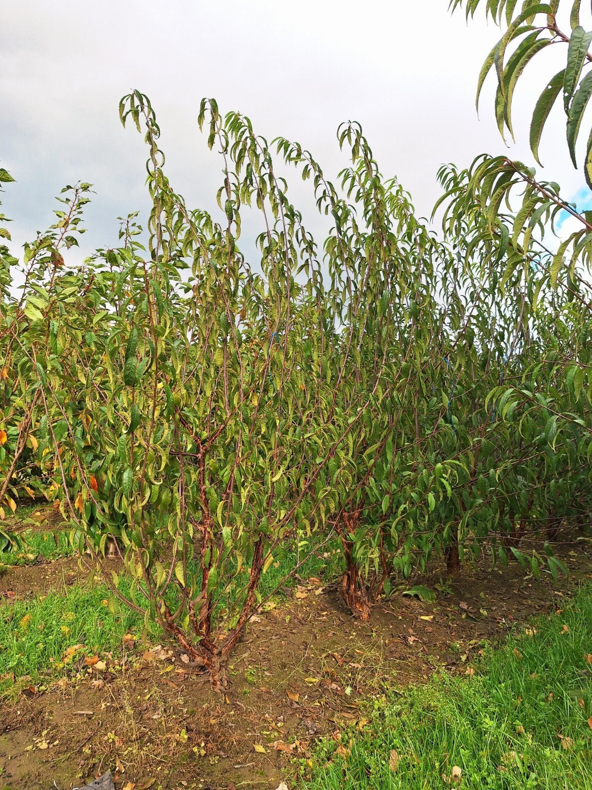 Prunus serrulata 🌳❗️meerstam❗️🌳, Ophalen, Overige soorten, Halfschaduw